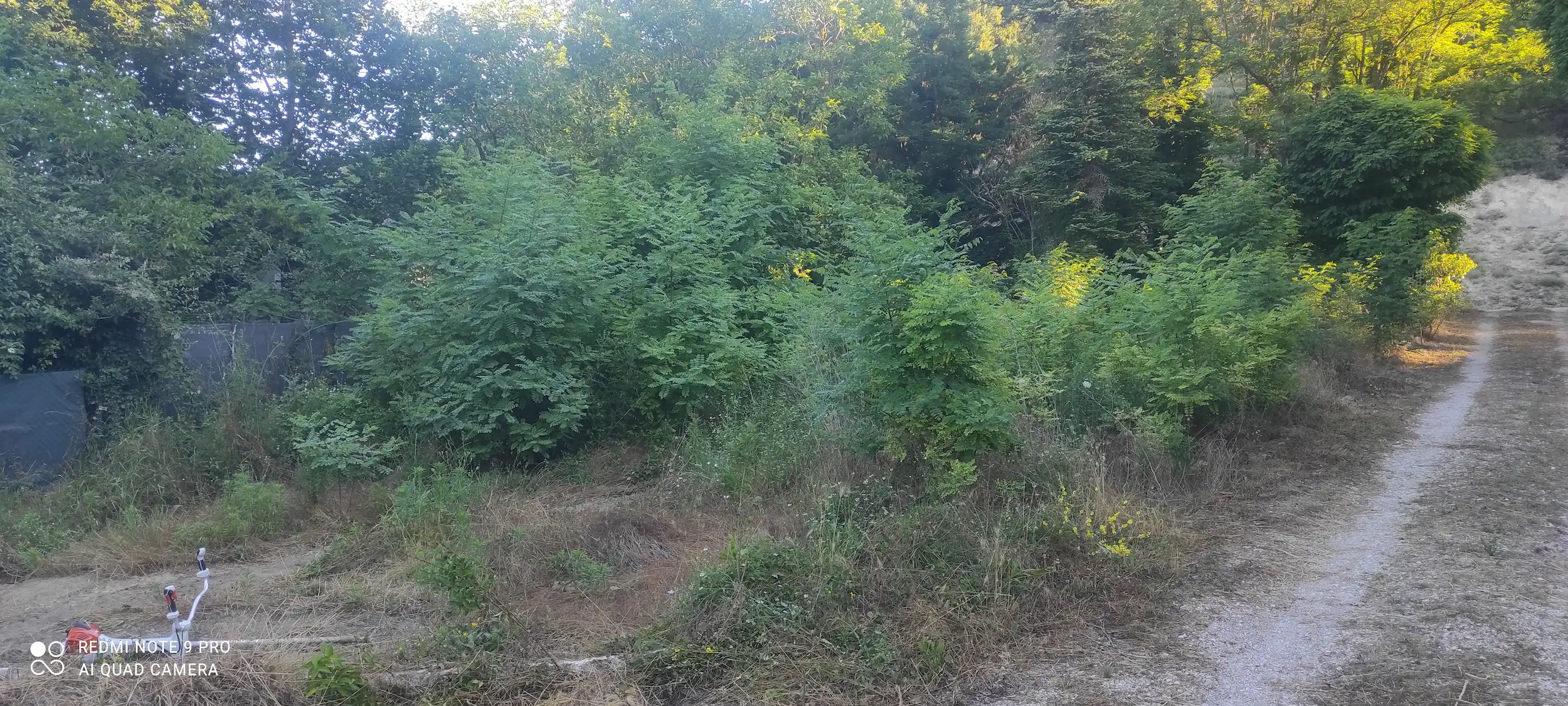 image-before