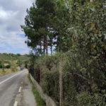 Elagage mise au gabarit routier