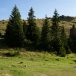 Démontage d’un arbre